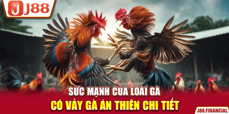 suc-manh-cua-loai-ga-co-vay-ga-an-thien-chi-tiet