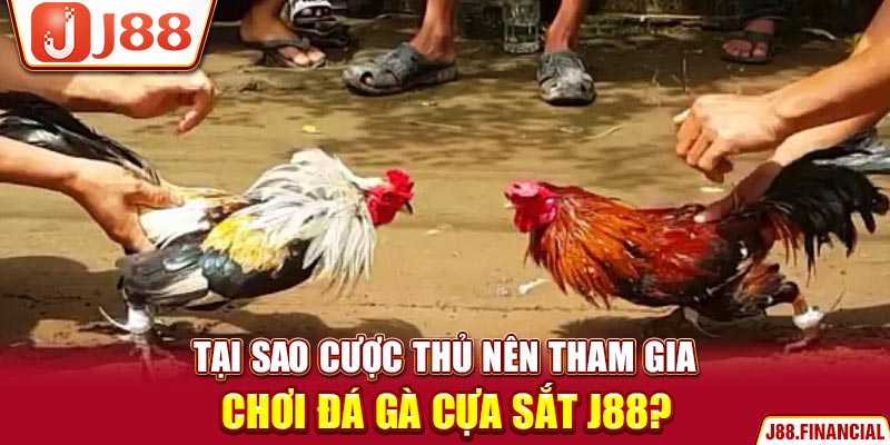 tai-sao-cuoc-thu-nen-tham-gia-choi-da-ga-cua-sat-J88